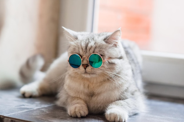 Un chat écossais gris est allongé près de la fenêtre, le chat porte des lunettes de soleil vertes