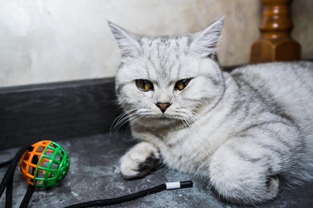 Chat écossais jouant au canapé