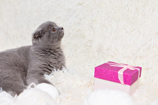 Un chat écossais lopeared et une boîte-cadeau un animal sur un fond blanc divertissement pour animaux de compagnie