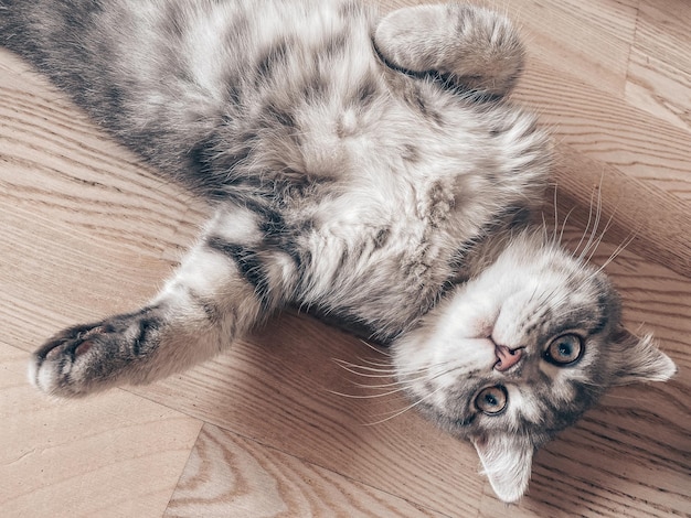 Chat écossais mignon, belle photo de chat domestique