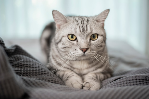 Chat écossais mignon en marbre blanc.