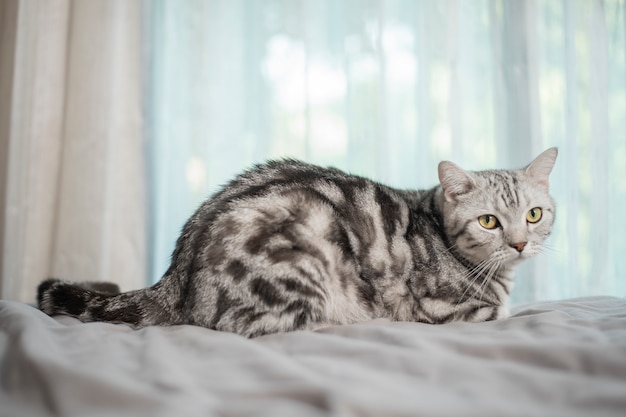 Chat écossais mignon en marbre blanc.