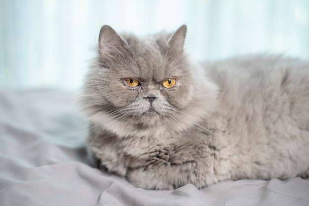 Chat écossais mignon.