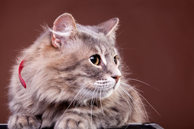 Chat effrayé sur fond marron. Photo studio