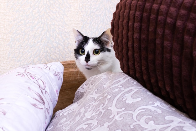 Un chat effrayé se cache derrière des oreillers en gros plan