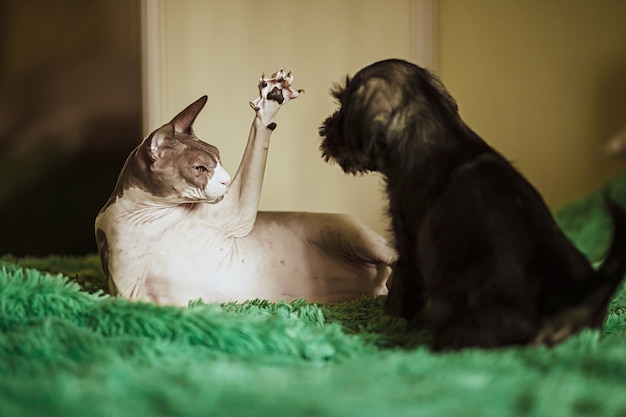 Chat égyptien jouant avec un chiot sur le lit