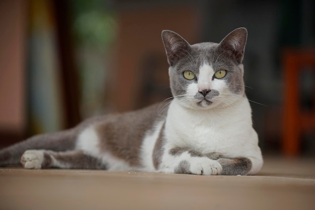 Chat élégant est assis avec un arrière-plan flou