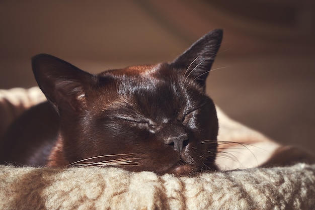 Chat endormi aux rayons du soleil