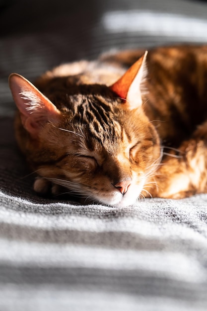 Chat endormi chat mignon reposant sur le lit