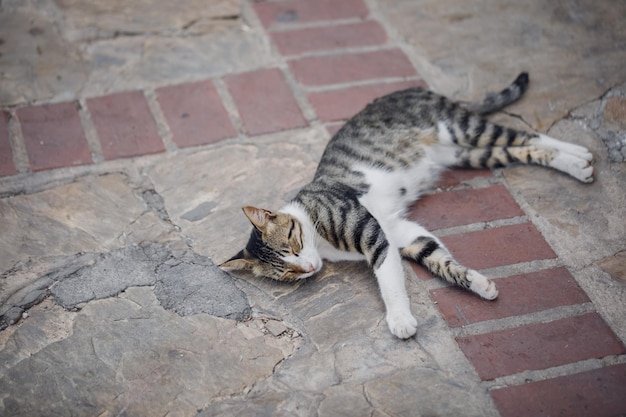 Le chat endormi est allongé sur la pierre rouge