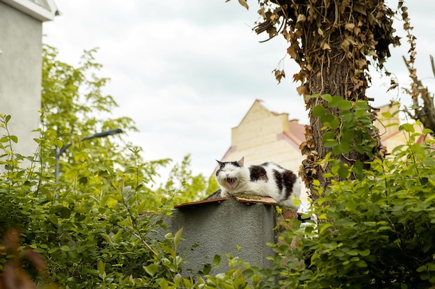 Chat endormi en noir et blanc est assis sur une clôture et bâille