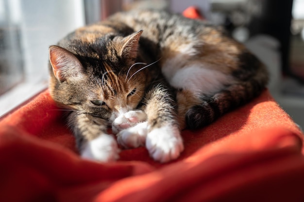Chat endormi reposant sur une couverture rouge allongée sur le rebord de la fenêtre et se tenant au chaud aux rayons du soleil