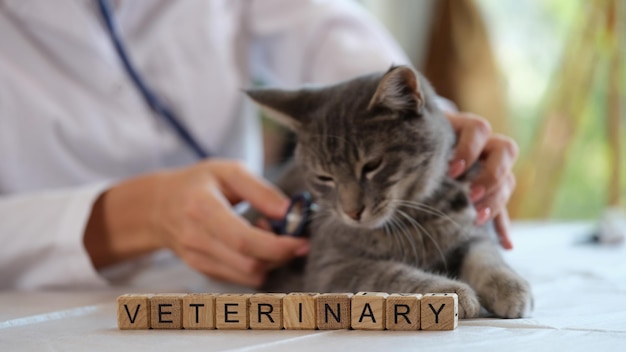 Chat endormi et satisfait dans les mains d'une femme vétérinaire sur la table d'une clinique vétérinaire avec mot