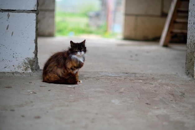 Un chat endormi sur le sol d'un bâtiment inachevé