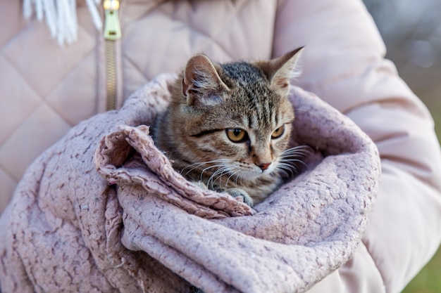 Chat enveloppé dans une couverture