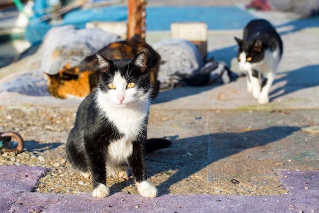 Le chat errant. Abandonné, abandonné, chat seul en plein air.