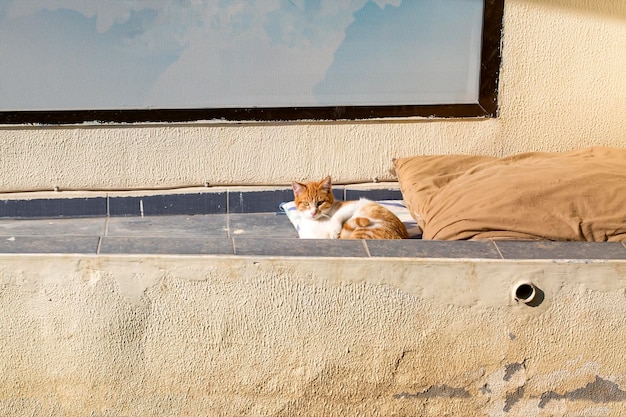 Le chat errant. Abandonné, abandonné, chat seul en plein air.