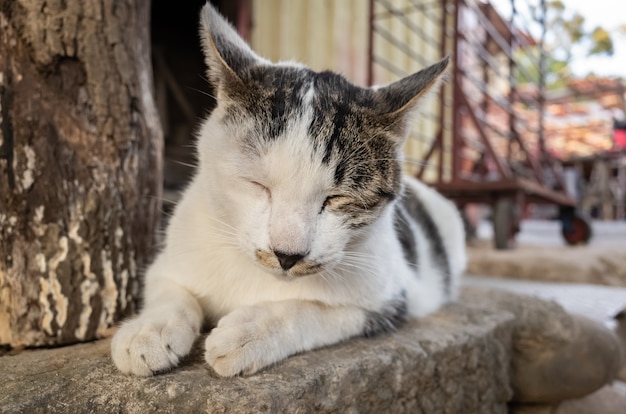 Chat errant assis dans une rue de la ville