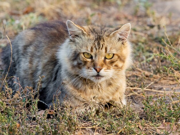 Un chat errant assis sur l'herbe à l'automne par une journée ensoleillée