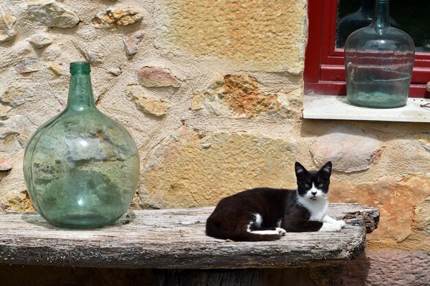 Chat errant sur un banc en bois d'une maison rurale