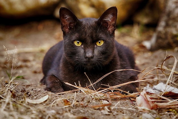 Photo chat errant blac assis sur le sol argileux