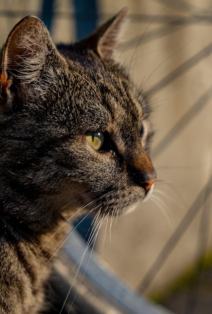 un chat errant brun avec des yeux jaunes en profil regardant au loin