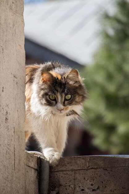 Un chat errant dans la rue