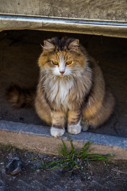 Chat errant dans la rue