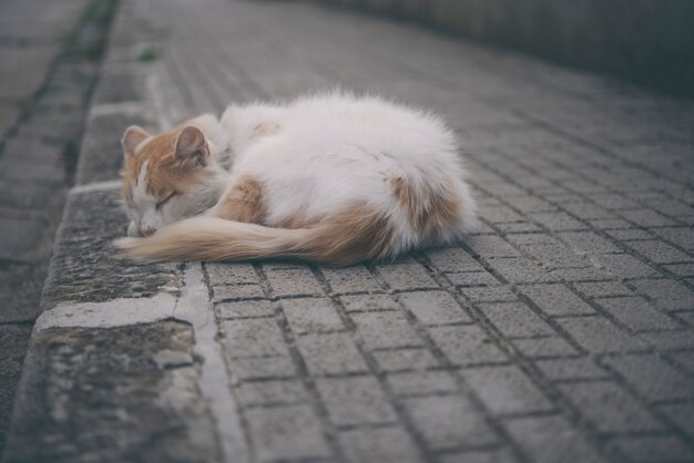 Chat errant dormant dans la rue