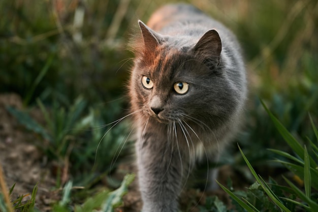 Chat errant à l'extérieur dans la nature chat dans l'herbe verte soirée d'été dans le jardin avec un animal de compagnie