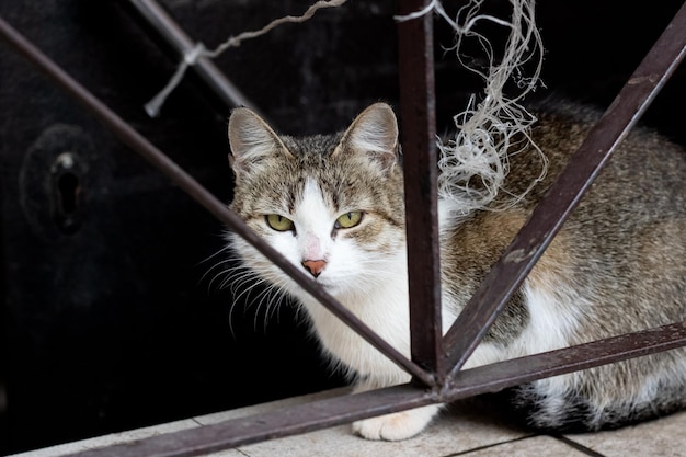 Chat errant gris sale à la clôture