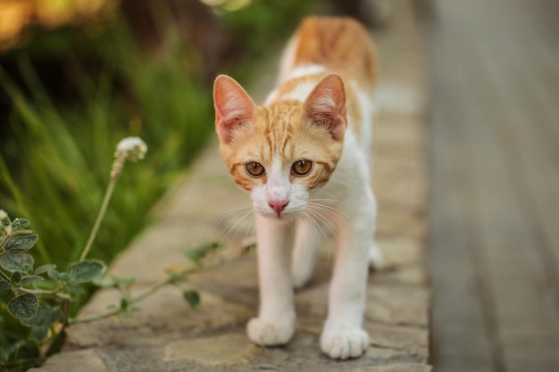 Chat errant orange et blanc marchant sur le trottoir.