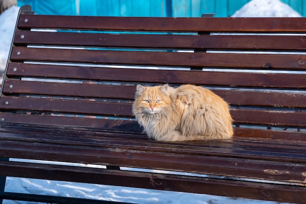 Chat errant pelucheux rouge sur un banc de parc en hiver