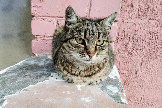 Chat errant rayé assis sur le béton