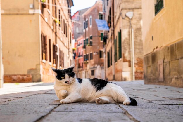 Chat errant se reposant sur le sentier de l'ancienne ruelle résidentielle