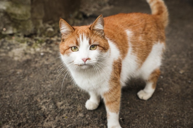 Chat errant solitaire à l'extérieur