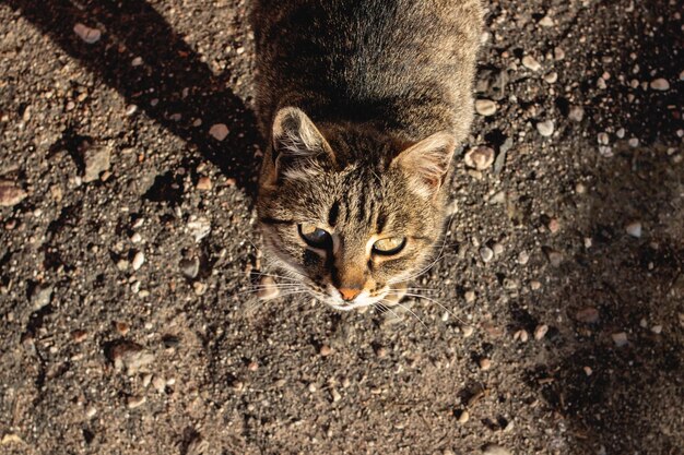 Chat errant tigré sur le trottoir se bouchent