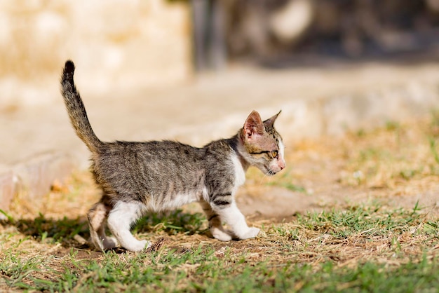 Le chat errant