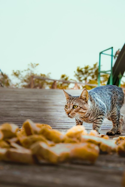 Photo un chat essayant d'attaquer sa proie.