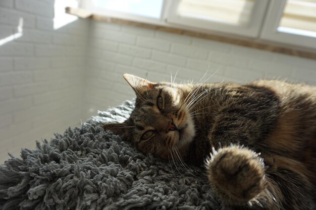 Photo le chat est allongé dans l'appartement au soleil.