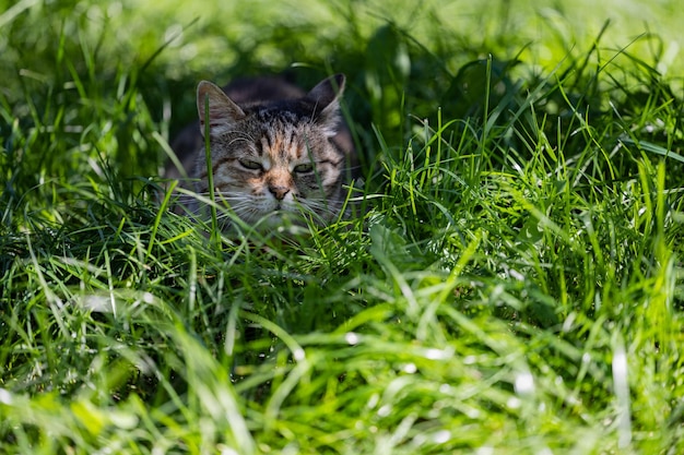 Photo un chat est allongé dans l'herbe et lève les yeux.