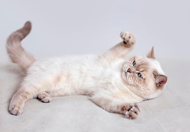 le chat est allongé sur le dos avec ses pattes vers le haut