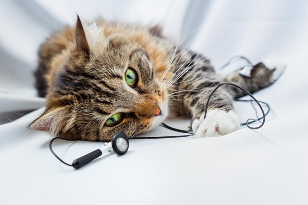 Photo le chat est allongé avec des écouteurs de musique l'animal de compagnie joue avec les fils