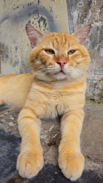 Photo un chat est allongé sur un mur de pierre et regarde la caméra