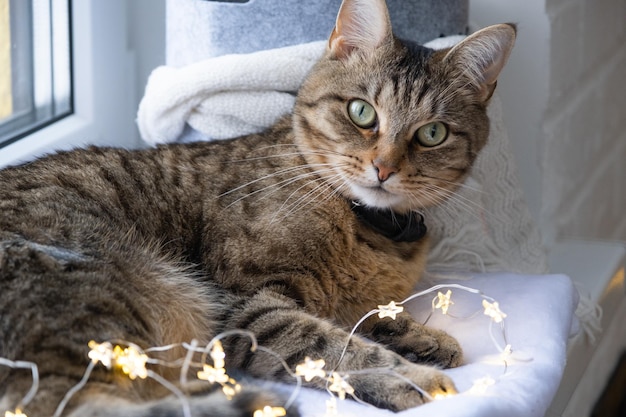 Le chat est allongé sur le rebord de la fenêtre dans les guirlandes lumineuses de la guirlande Noël Nouvel An Chat gros plan