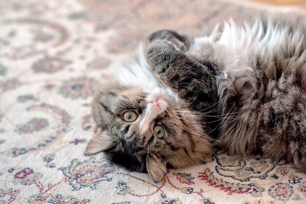 Le chat est allongé sur le sol. chat reposant sur le tapis.