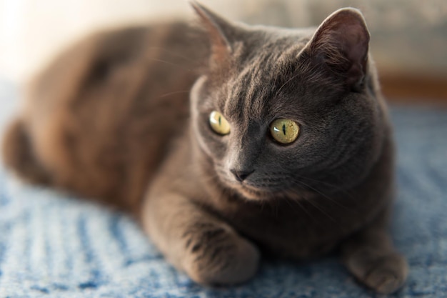 Un chat est allongé sur un tapis bleu