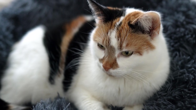 Un chat est allongé sur un tapis moelleux