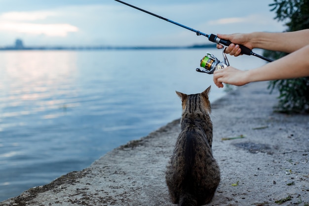 Le chat est assis et attend sur le rivage, pêcheur avec roue de canne à pêche