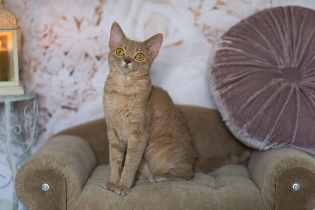 Le chat est assis sur le canapé, à côté d'une lanterne avec une bougie